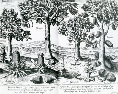 Tropical Fruit Trees by Johannes Baptista van Doetechum the Younger